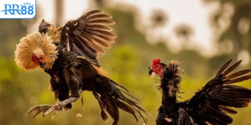 Khám phá chi tiết luật chơi đá gà bên Cam