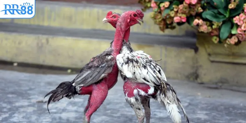 Tìm hiểu khái niệm live đá gà trực tiếp